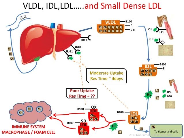 hdl ldl the-cholesterol-conundrum-draft-42-638